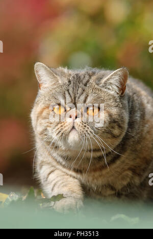 Exotic Shorthair Katze, eine kurzhaarige Perser mit Nase und Gesicht, auf der Lauer und beobachtete Neugierig der herbstlichen Garten, Deutschland Stockfoto
