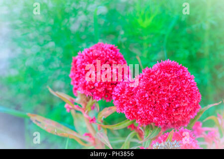 In der Nähe von Magenta cockscomb Blume (Celosia Cristata) auf grünem Hintergrund. Cockscomb, Chinesisch Wolle Blume, Celosia argentea L. var. Cristata (L.), Ku Stockfoto