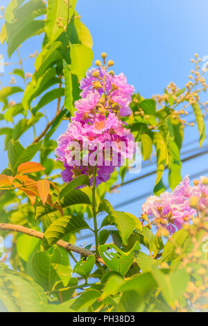 Lila Blumen und grüne Blätter von Queen's Blume (Lagerstroemia speciosa) auf Baum mit blauen Himmel Hintergrund. Stockfoto