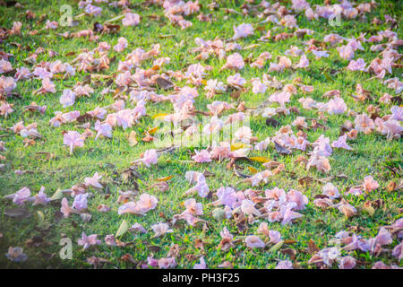 In der Nähe von Rosa Trompete (Tabebuia rosea) Blumen auf grünem Gras Hintergrund gefallen. Tabebuia rosea ist ein rosa Blume Baum, der Gemeinsamen namens Rosa Trompete t Stockfoto