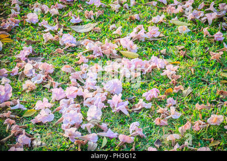 In der Nähe von Rosa Trompete (Tabebuia rosea) Blumen auf grünem Gras Hintergrund gefallen. Tabebuia rosea ist ein rosa Blume Baum, der Gemeinsamen namens Rosa Trompete t Stockfoto