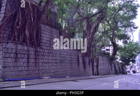 Opulente Banyan Bäume auf langen Mauer aus Stein auf der mittleren Ebene, Hong Kong Island Stockfoto