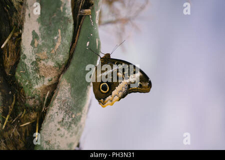 Schmetterling Pupa Cocoon Pod Science Museum Ausstellung Stockfoto