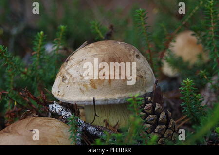 Pilze wachsen in einem Wald im Herbst Stockfoto