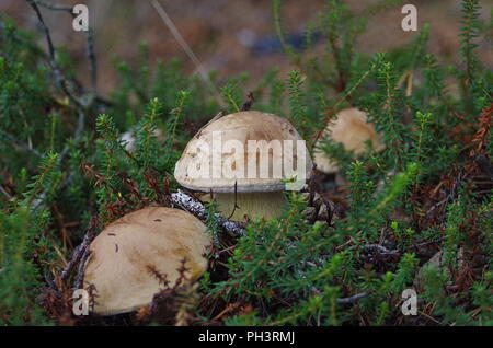 Pilze wachsen in einem Wald im Herbst Stockfoto