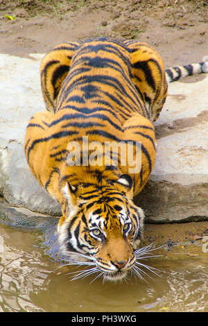 Sumatra Tiger, Panthera tigris sondaica trinkt aus dem Wasserpark Bioparc Fuengirola. In Gefangenschaft. Erhaltungsprogramm. Fuengirola, Spanien, Europa Stockfoto