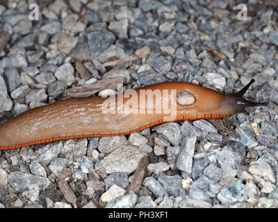 Garten slug (Arion Rufus oder Arion ater) im Staat Washington, USA - Die pneumostome sichtbar ist. Stockfoto