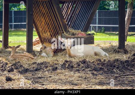 Tiere in einem ländlichen Homestead. Herde der Damhirsch im Heu. Stockfoto