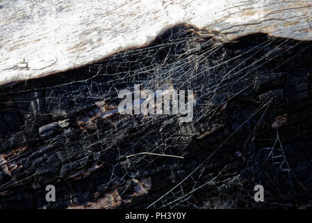 Das Spinnennetz auf einer gebrannten Trunk Stockfoto