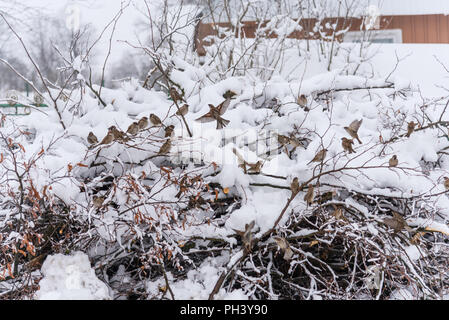 Gruppe von Spatzen auf schneebedeckten Bush, winter Stockfoto