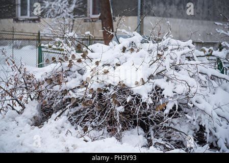 Gruppe von Spatzen auf schneebedeckten Bush, Winter Stockfoto