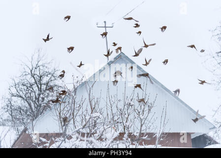 Gruppe von Spatzen auf schneebedeckten Bush, winter Stockfoto