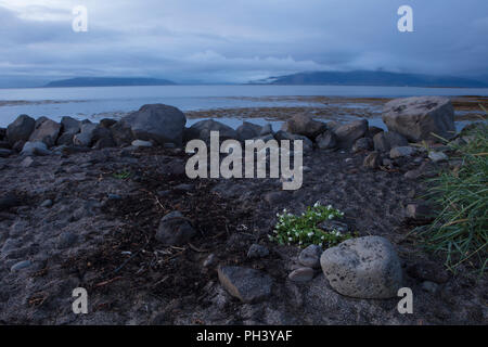 Reykjavik, Island Stockfoto