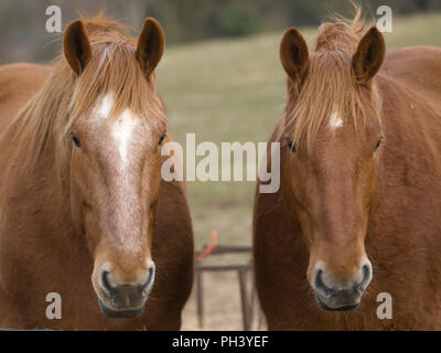 Zwei Suffolk Punch Pferde stehen zusammen draußen auf der Koppel. Stockfoto