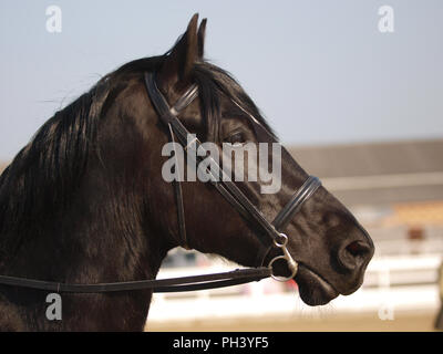 Ein Kopf eines schwarzen Pferd in einem trensenzaum. Stockfoto