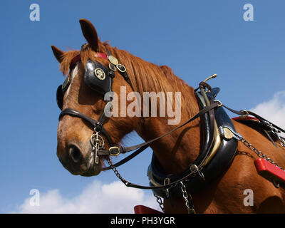 Ein Kopf eines Suffolk Punch im Kabelbaum. Stockfoto