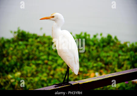 Schöner Vogel auf der Suche nach Essen Stockfoto