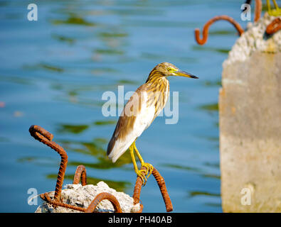 Schöner Vogel auf der Suche nach Essen Stockfoto