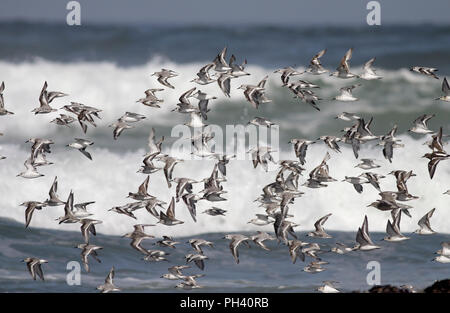 Herde der kleinen shorebirds - Seevögel - fliegen über Wellen am Meer im Norden von Portugal Stockfoto