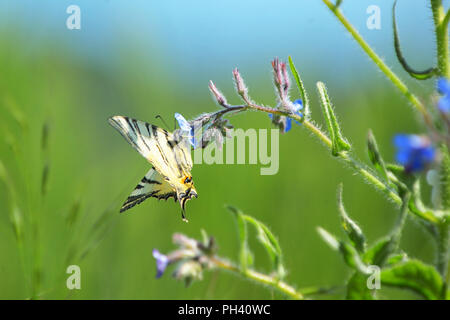 Schmetterling Pieris Rapae sitzen auf Sommer Blume Stockfoto