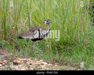 Schwarz-bellied Bustard, Eupodotis melanogaster, einzigen Vogel auf dem Boden, Uganda, August 2018 Stockfoto