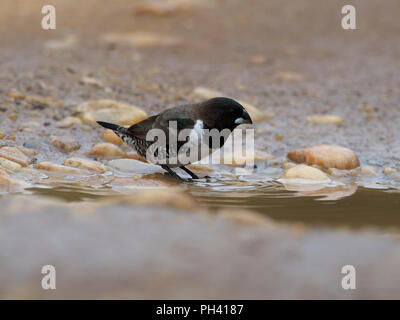 Bronze Mannikin, Lonchura cucullata, Single Vogel durch Wasser, Uganda, August 2018 Stockfoto