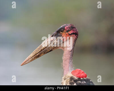 Marabu, Leptoptilos crumeniferus, Single vogel Kopf geschossen, Uganda, August 2018 Stockfoto