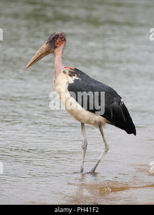 Marabu, Leptoptilos crumeniferus, Single Vogel durch Wasser, Uganda, August 2018 Stockfoto