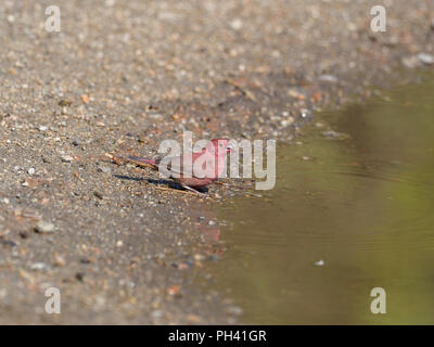 Red-billed firefinch, Lagonosticta senegala, Einzelne männliche durch Wasser, Uganda, August 2018 Stockfoto