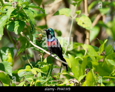 Rot-chested Sunbird, Nectarinia erythrocerca, Vogel auf Zweig, Uganda, August 2018 Stockfoto