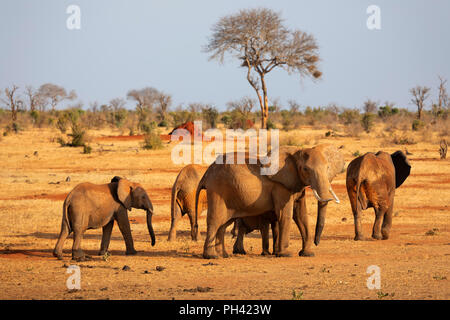 TSAVO OST NATIONALPARK, Kenia, Afrika - eine Herde von afrikanischen Elefanten und Kalb gehen über die trockene Savanne mit Akazie in der Abendsonne Stockfoto