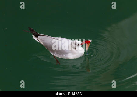 Black-Headed Möwe mit Fisch in der Lagune von Venedig Stockfoto