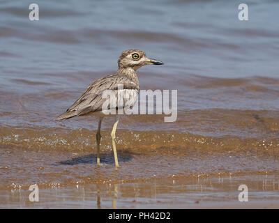 Wasser dikkop oder dick - Knie, Burhinus vermiculatus, Single Vogel durch Wasser, Uganda, August 2018 Stockfoto