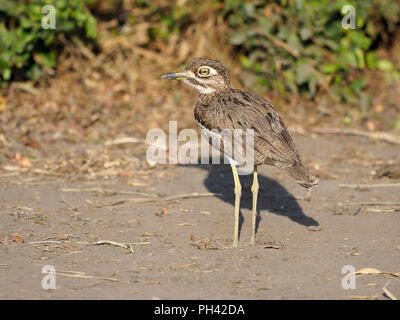 Wasser dikkop oder dick - Knie, Burhinus vermiculatus, ein Vogel auf dem Boden, Uganda, August 2018 Stockfoto