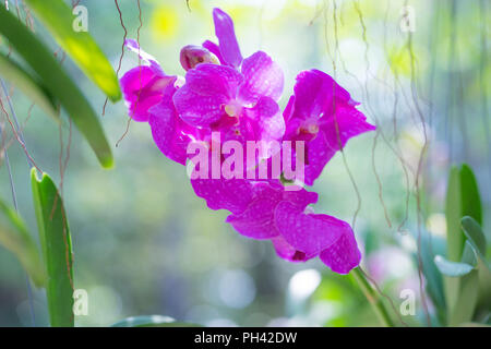 Schöne Orchidee auf bokeh Hintergrund, Muster orchid Bild, Stockfoto