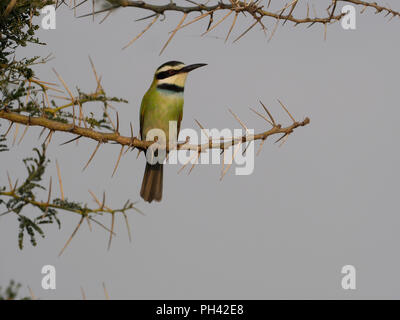 White-throated Bienenfresser, Merops albicollis, Vogel auf Zweig, Uganda, August 2018 Stockfoto