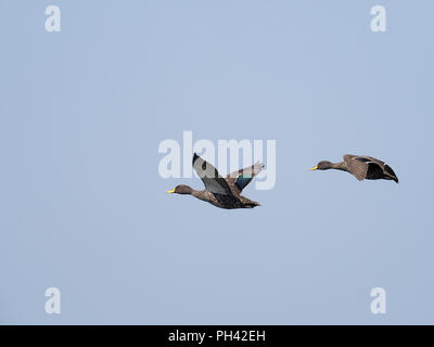 Yellow-billed Duck, Anas undulata, zwei Vögel im Flug, Uganda, August 2018 Stockfoto