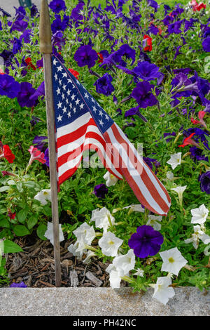 Amerikanische Flagge in einem Garten von Weiß und Violett Petunie Stockfoto
