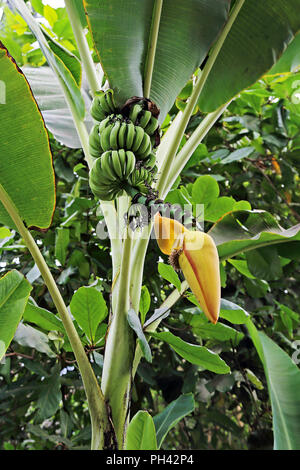 Bananen wachsen auf dem Baum im Eden Project, Cornwall, Großbritannien Stockfoto