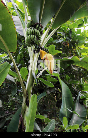 Bananen wachsen auf dem Baum im Eden Project, Cornwall, Großbritannien Stockfoto