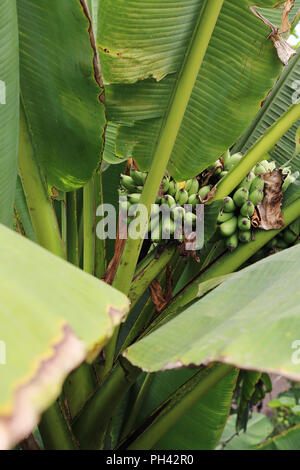 Bananen wachsen auf dem Baum im Eden Project, Cornwall, Großbritannien Stockfoto