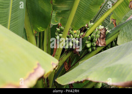 Bananen wachsen auf dem Baum im Eden Project, Cornwall, Großbritannien Stockfoto