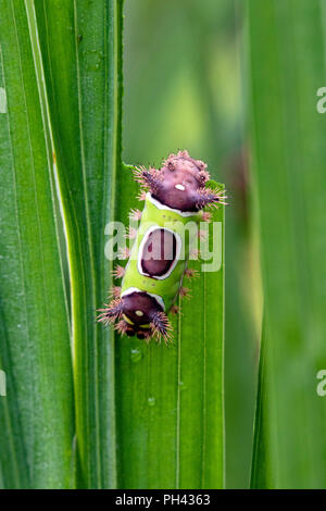 Saddleback Motte Caterpillar (Acharia stimulea) - North Carolina Arboretum, Asheville, North Carolina, USA Stockfoto