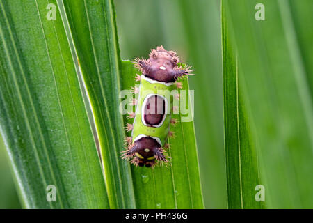 Saddleback Motte Caterpillar (Acharia stimulea) - North Carolina Arboretum, Asheville, North Carolina, USA Stockfoto