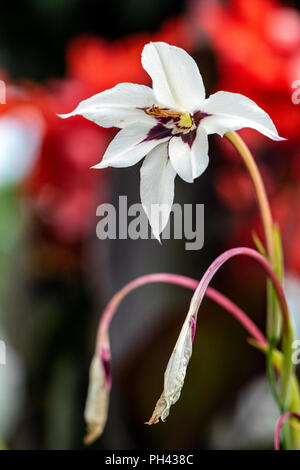 Sommer Gladiolen (Gladiolus callianthus) - North Carolina Arboretum, Asheville, North Carolina, USA Stockfoto