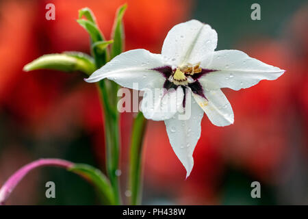 Sommer Gladiolen (Gladiolus callianthus) - North Carolina Arboretum, Asheville, North Carolina, USA Stockfoto