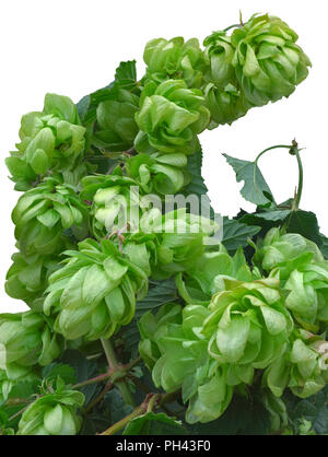 Wild Hop Cluster Bunch Ausschnitt Stockfoto