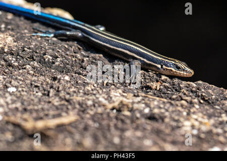 (Amerikanischen) Fünf gesäumten Skink (Plestiodon fasciatus) - North Carolina Arboretum, Asheville, North Carolina, USA Stockfoto