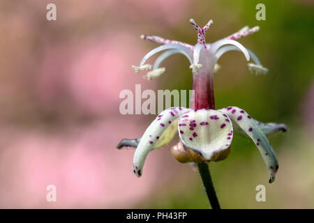 Toad Lily - Tricyrtis formosana - North Carolina Arboretum, Asheville, North Carolina, USA Stockfoto