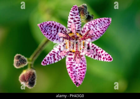 Toad Lily - Tricyrtis formosana "dunkle Schönheit" - North Carolina Arboretum, Asheville, North Carolina, USA Stockfoto